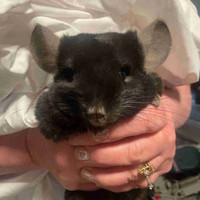 Chinchilla looking for loving home 