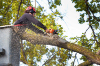 Service d'entretien et d'abattage d'arbre 