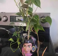 Plant  