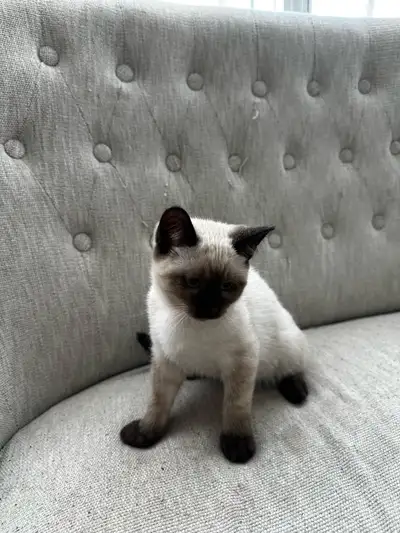 Belle petite chatonne siamois née le 29 mars 2025, elle mange la nourriture sèche et va à la litière...