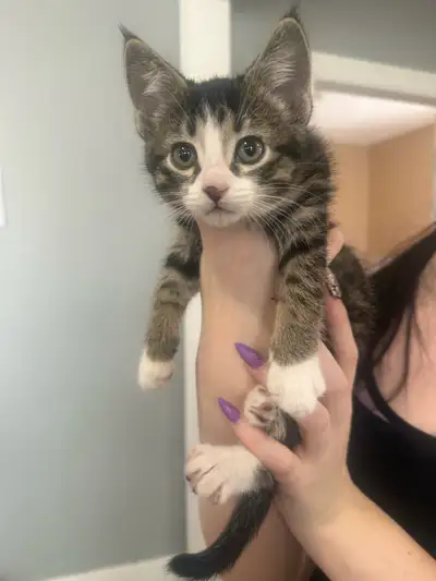 Kittens for rehoming, View more