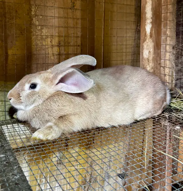 New Zealand x Rabbits for Sale. Breeding Trios available. Vernon in Livestock in Vernon - Image 2