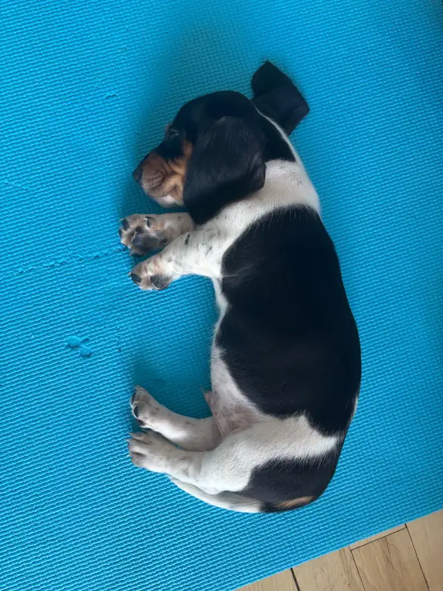 ONLY 3 LEFT!!!!! Mini Dachshund Puppies Available in Dogs & Puppies for Rehoming in City of Toronto - Image 4