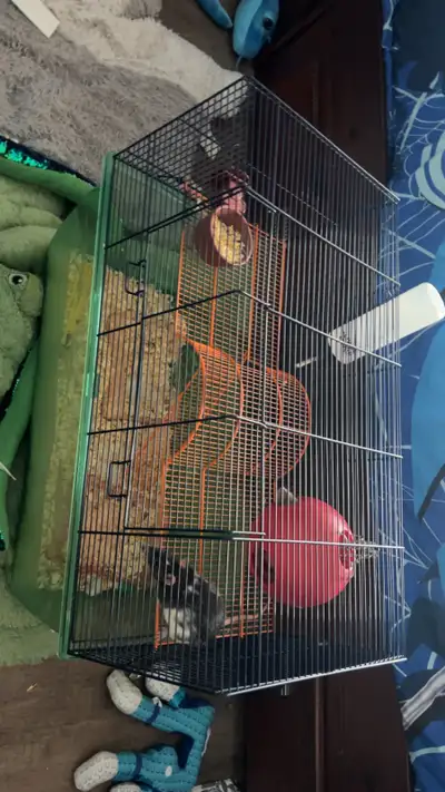 Rat et cage à vendre, View more