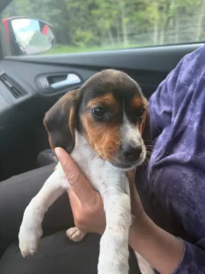 Beagle Puppy, View more