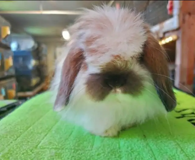 Lapin bélier Hollandais laineux * fuzzy Holland lop bunnies in Small Animals for Rehoming in City of Montréal - Image 8