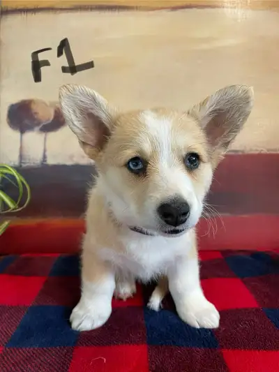 Pembroke Welsh  Corgi Pups, View more