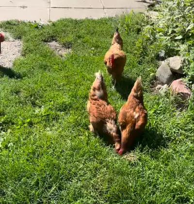 chickens, View more