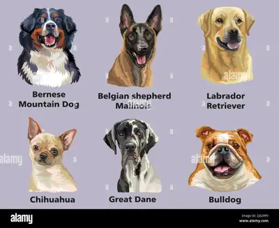 Newley retired from work. I always had dogs in the past but does'not anymore. I love dogs small or b...