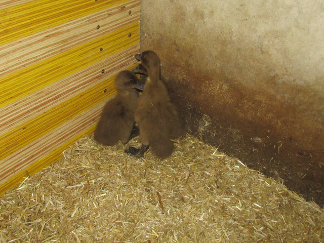 khaki Campbell ducklings in Livestock in Woodstock - Image 2