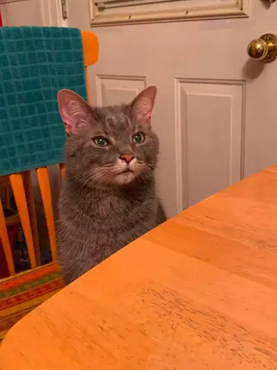 Hi, I'm looking for someone who really loves cats to take care of my cat Omkar for a month (June 15...