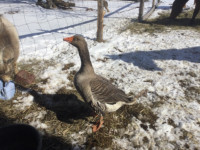 Pilgrim goose for sale