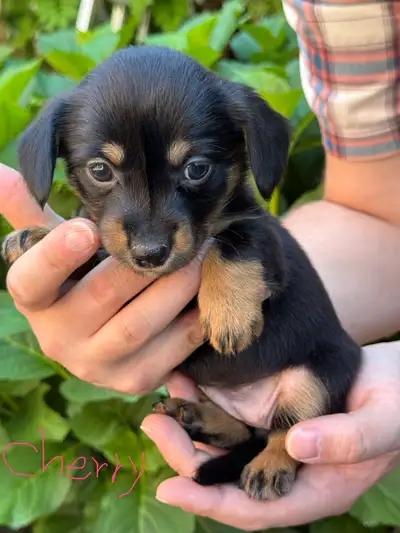 Dorgis are highly loyal, intelligent and energetic, but also love a good cuddle, making them the bes...