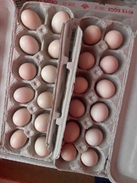 Serama hatching eggs 