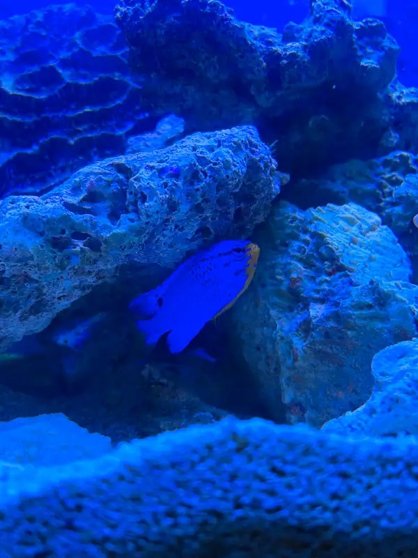 [UPDATED] 20 Gallon saltwater aquarium setup w/ fish Fish for