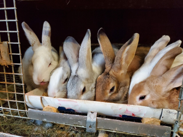 Rabbits  in Livestock in Oakville / Halton Region - Image 2