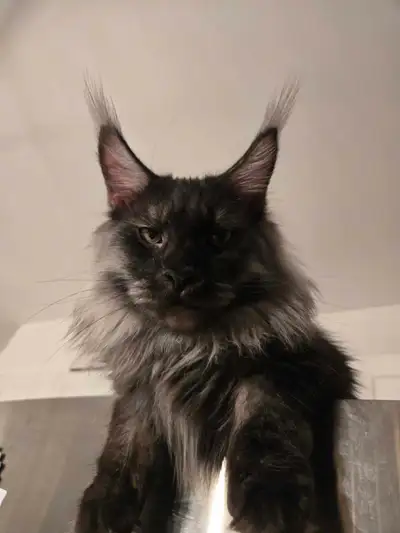 Magnifique femelle maincoon pur race , de 1 ans et demi,élevé avec des enfants et autres chats. Ne v...