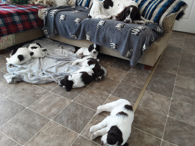FRENCH SPANIEL -  ÉPAGNEUL FRANCAIS CKC in Dogs & Puppies for Rehoming in Gatineau - Image 2