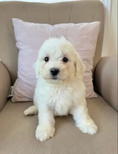 3 left!! Gorgeous Bichon Frise Puppies ❤️, View more