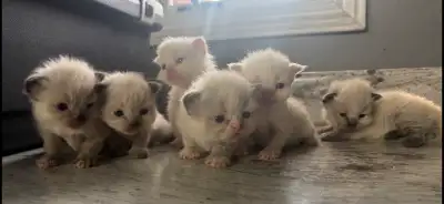 Himalayan ragdoll kittens, View more