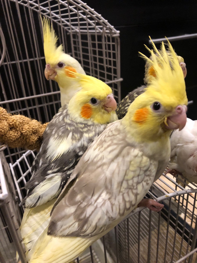 CUTE Handfed Baby Cockatiels for sell ; deliver  in Birds for Rehoming in Kawartha Lakes - Image 3