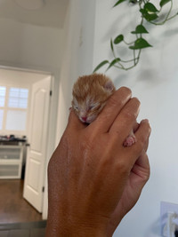 Kitten rescue - here to help all orphans and neonatals 