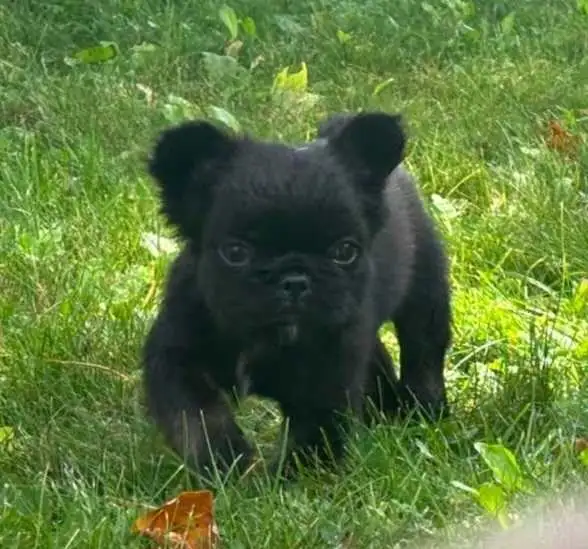 French bulldog puppy *price reduction * in Dogs & Puppies for Rehoming in City of Toronto - Image 5