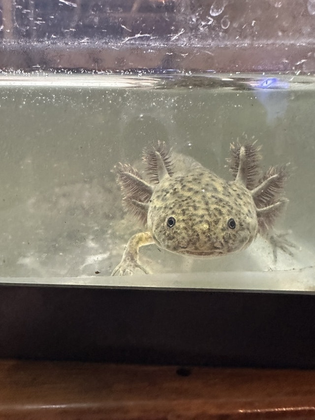 Accepting offers, Baby Axolotl for sale Axolotls Reptiles