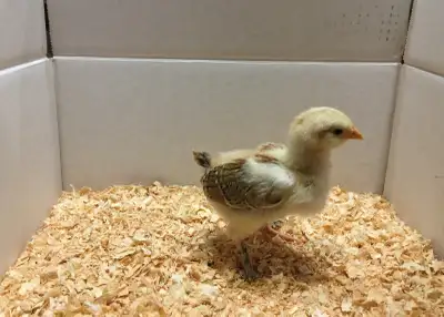 4 week old barnyard chicks, View more