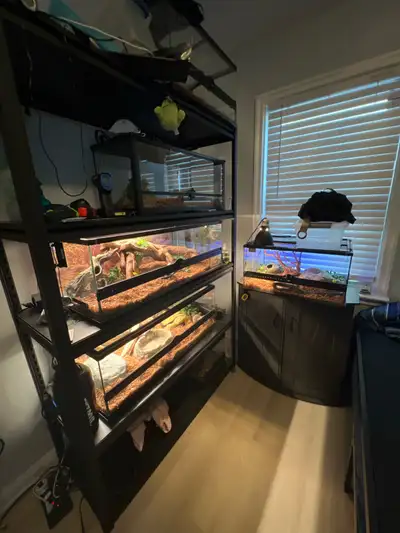 SNAKE SALE everything must go, View more