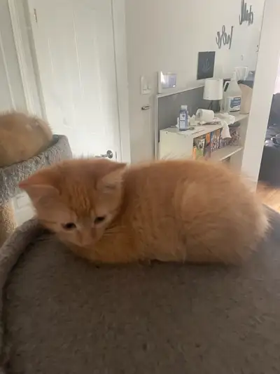 chaton a vendre, View more
