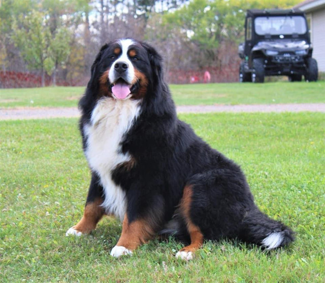 CKC Bernese Mountain Dog Litter in Dogs & Puppies for Rehoming in Moncton - Image 4