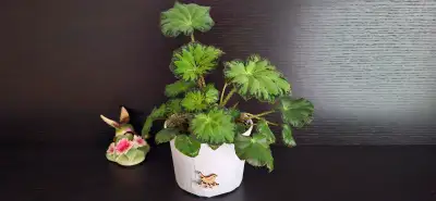 Begonia Rex Zumba, View more