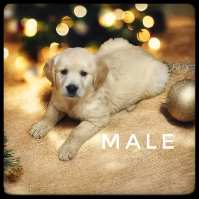 Reputable Breeder -  Golden Retriever Puppies - Home Raised, View more