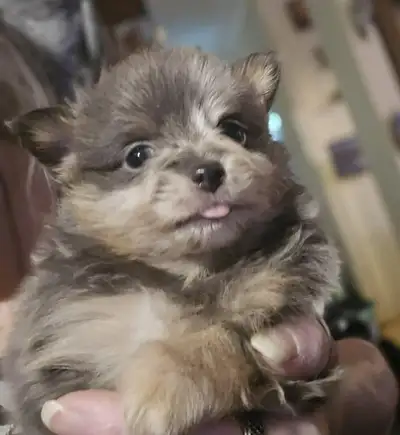 2 pom boy pom lefted  girl sold....READ FULL AD, View more