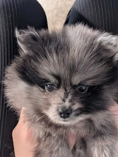 Pure bred Pomeranian Female Puppy. She comes with her healthcard(vet checked),and first vaccinations...