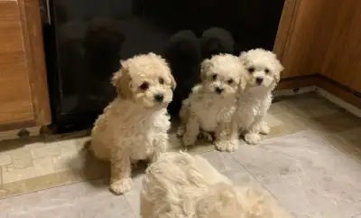 poodle x bichon puppies, View more
