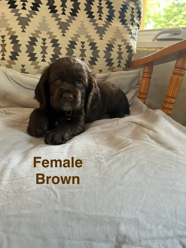 Sprocker puppies ( Springer and Cocker Spaniels) in Dogs & Puppies for Rehoming in Ottawa - Image 5