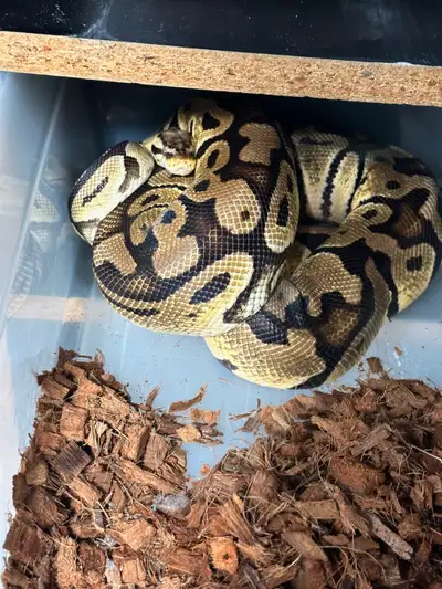 Female Pastel Het Clown Proven Breeder, very healthy and good size. She hasn’t laid since late 2024...