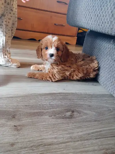 adorable cavapoos, View more