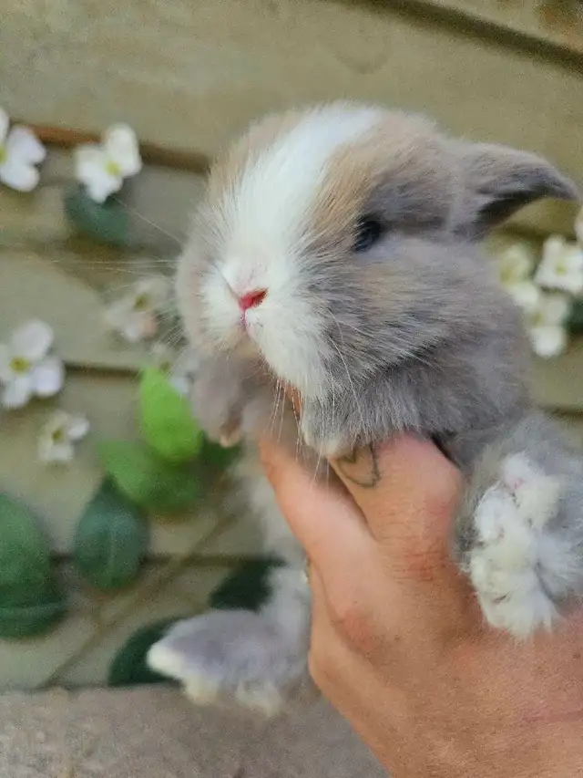 Holland Lop Rabbitry (nettle.blossom.burrows) in Small Animals for Rehoming in Terrace - Image 3