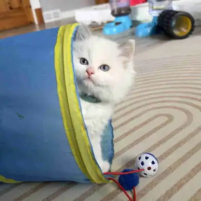 Ragdoll chaton(mâle), View more