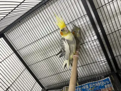 Cockatiel bird2, View more