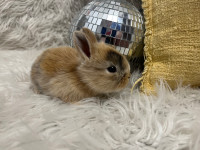 Baby Bunnies - Small breed