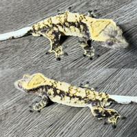 Tri Color Crested Gecko