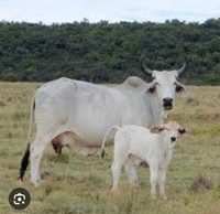 Wanted Pure bred brahma cattle  breeder 