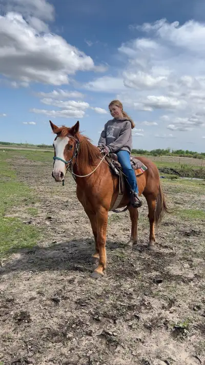 Bourbon is a 10 year old gelding. He is just over 15h. He stands great for farrier and trailers well...