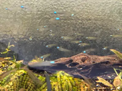 Lampeye Killifish , View more