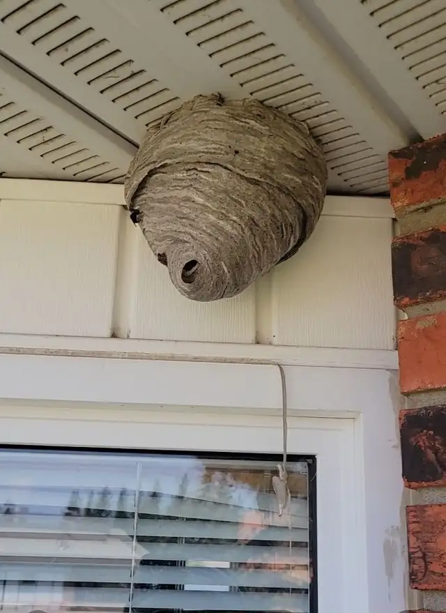 Pest control: Wasp, Hornet and Bee removal service62864357584513122
