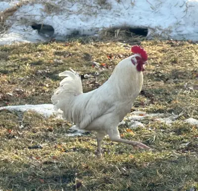 azure rooster, View more